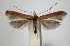Caloptilia rufipennella