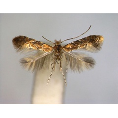 /filer/webapps/moths_gc/media/images/A/anchistea_Phyllonorycter_A_EIHU.jpg