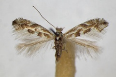 Phyllonorycter connexella