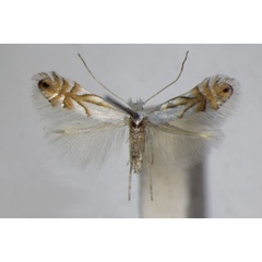 /filer/webapps/moths_gc/media/images/H/heegeriella_Phyllonorycter_A_ZSM_4.jpg