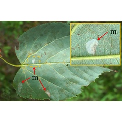 /filer/webapps/moths_gc/media/images/I/issikii_Phyllonorycter_Mine_Kirichenko-et-all_2019_36.jpg