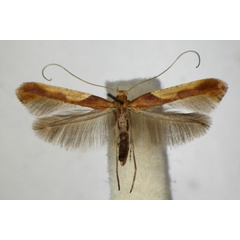 /filer/webapps/moths_gc/media/images/F/fribergensis_Caloptilia_A_ZSM_6.jpg