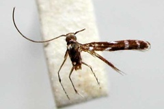 Polydema hormophora