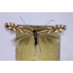 /filer/webapps/moths_gc/media/images/C/coryli_Phyllonorycter_A_BMNH.jpg