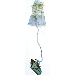 /filer/webapps/moths_gc/media/images/P/panconita_Murwillumba_AF_A14_GF_De-Prins-et-al_2026_300.jpg
