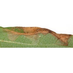 /filer/webapps/moths_gc/media/images/P/porphyretica_Caloptilia_mine1_Eiseman_2025_1840.jpg
