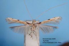 Acrocercops distylii