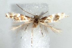 Phyllonorycter kazuri