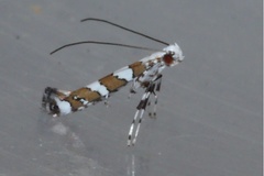 Acrocercops syzygiena
