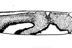 Leucocercops curatellifoliae