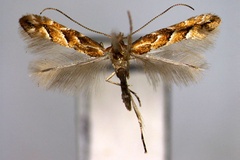 Phyllonorycter styracis