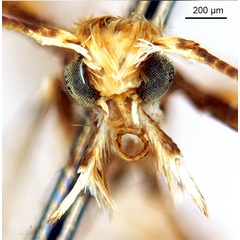 /filer/webapps/moths_gc/media/images/V/virosae_Diphtheroptila_HT_head1_ANIC.jpg