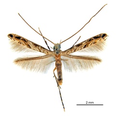 /filer/webapps/moths_gc/media/images/C/cairna_Diphtheroptila_HT_ANIC.jpg
