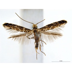 /filer/webapps/moths_gc/media/images/D/doo_Bridella_PT_ANIC.jpg
