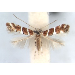 /filer/webapps/moths_gc/media/images/M/melhaniae_Phyllonorycter_AF_RMCA.jpg