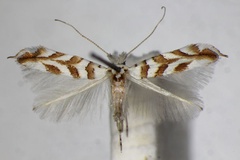 Phyllonorycter kuhlweiniella