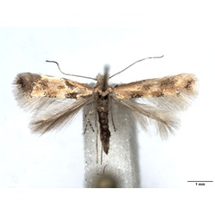 /filer/webapps/moths_gc/media/images/C/cytisifoliae_Phyllonorycter_A_WJDP_01.jpg