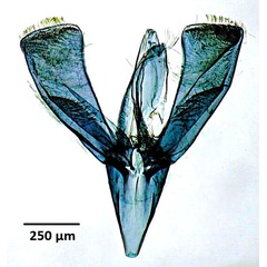 /filer/webapps/moths_gc/media/images/P/perseae_Caloptilia_GM_Iruegas-Buentello-etal_2025_7.jpg
