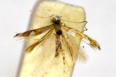 Acrocercops leucotoma