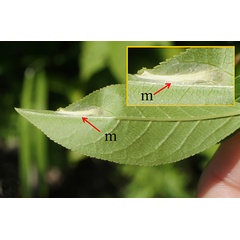 /filer/webapps/moths_gc/media/images/S/sorbicola_Phyllonorycter_mine_Kirichenko-et-al_2019_37.jpg