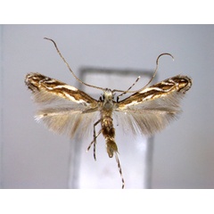 /filer/webapps/moths_gc/media/images/L/lobata_Liocrobyla_A_EIHU.jpg