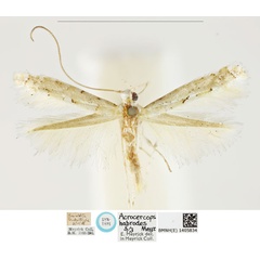 /filer/webapps/moths_gc/media/images/H/habrodes_Acrocercops_PLT_BMNH_1405834.jpg