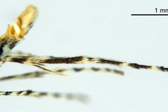 Polydema virgula