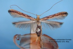 Caloptilia schisandrae