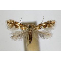 /filer/webapps/moths_gc/media/images/S/salicicolella_Phyllonorycter_A_ZSM.jpg