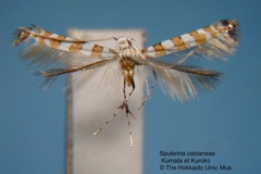 Spulerina castaneae
