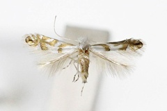 Phyllonorycter pastorella