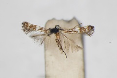 /filer/webapps/moths_gc/media/images/N/nesitis_Parectopa_A_1407687_BMNH_wing-2.1mm.jpg