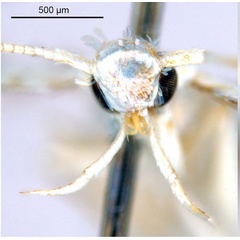 /filer/webapps/moths_gc/media/images/N/niphadias_Cuphodes_head1_NULT023064_ANIC.jpg