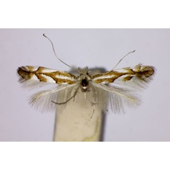 /filer/webapps/moths_gc/media/images/B/barbarella_Phyllonorycter_A_BMNH.jpg