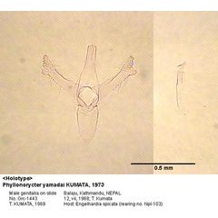 /filer/webapps/moths_gc/media/images/Y/yamadai_Phyllonorycter_GM_HT_1443_EIHU.jpg