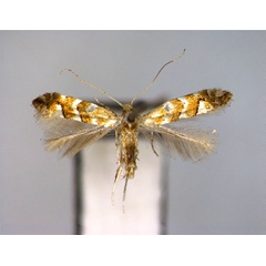 /filer/webapps/moths_gc/media/images/H/hancola_Phyllonorycter_PT_EIHU.jpg