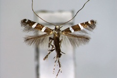 Telamoptilia prosacta