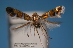 Phyllonorycter pygmaea