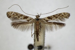 Caloptilia cuculipennella