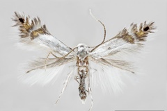 Phyllocnistis puyehuensis