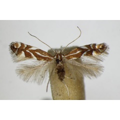 /filer/webapps/moths_gc/media/images/C/cerasicolella_persicella_Phyllonorycter_A_ZSM.jpg