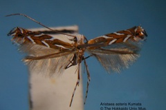 Aristaea asteris