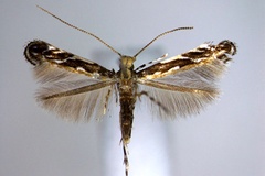 Liocrobyla desmodiella
