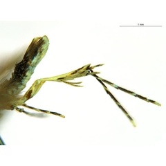 /filer/webapps/moths_gc/media/images/K/kuranda_Liocrobyla_PT1_legs_ANIC.jpg