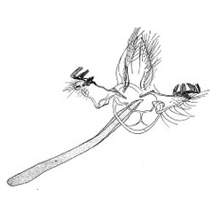 /filer/webapps/moths_gc/media/images/R/rhythmica_Guttigera_GM_Diakonoff_1955_89_OU3XWBD.jpg