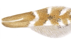 Phyllonorycter fraxinella