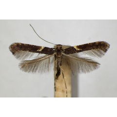 /filer/webapps/moths_gc/media/images/S/semifascia_Caloptilia_ZSM_6.jpg