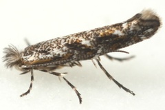 Macrosaccus coursetiae