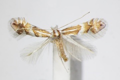 Phyllonorycter nipponicella
