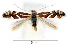 Phyllonorycter cerasicolella